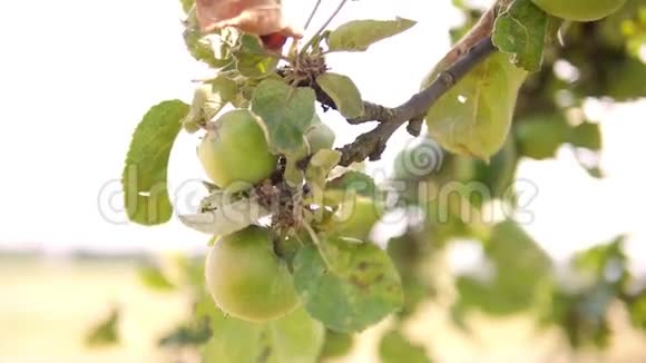 绿苹果在树上视频的预览图