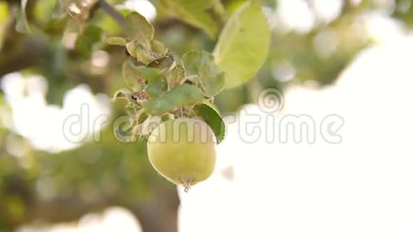 绿苹果在树上视频的预览图