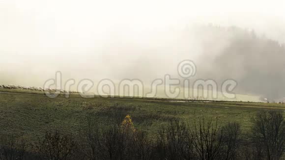 在秋天的薄雾中早晨的时间流逝绵羊在牧场觅食视频的预览图
