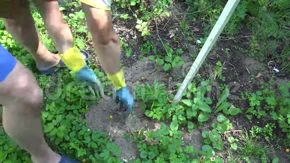 花园工人带着蓝色黄色橡胶手套检查特殊的陷阱但它是空的4K视频的预览图