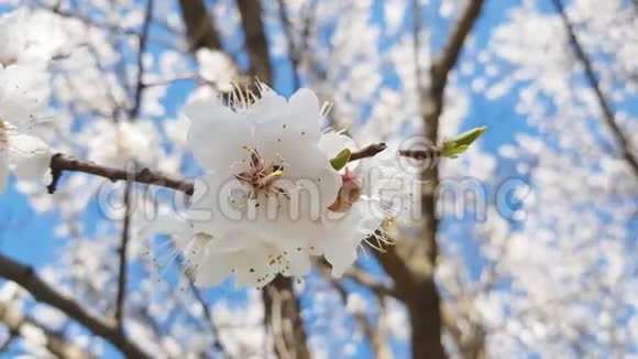 春风中盛开的杏树枝的动态景象视频的预览图