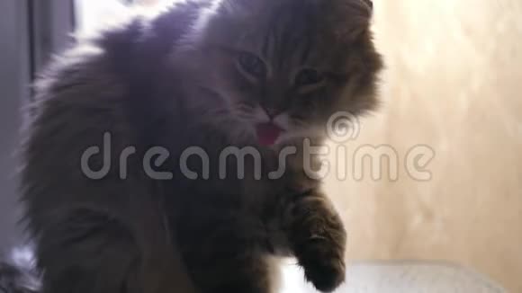 一只有趣的毛茸茸的猫露出舌头开始舔爪子4k3840x2160视频的预览图