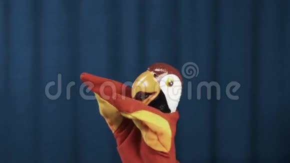 鹦鹉手偶搓揉张开双臂在蓝色背景上挥舞视频的预览图