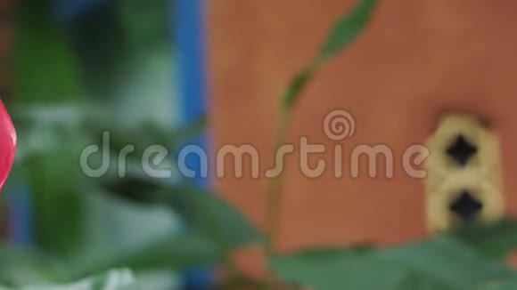 红色炭疽热带花视频的预览图