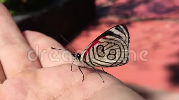 在伊瓜苏瀑布的急流中蝴蝶在手视频的预览图