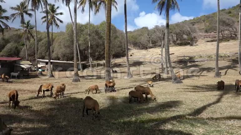 在石榴树中的椰子树中放牧的绵羊视频的预览图