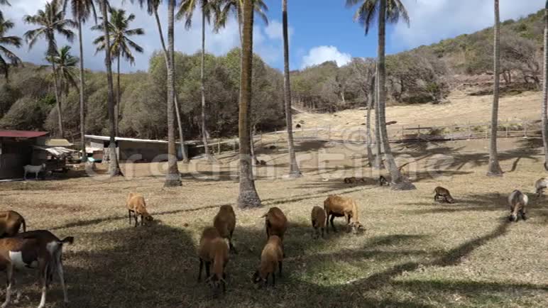 在石榴树中的椰子树中放牧的绵羊视频的预览图