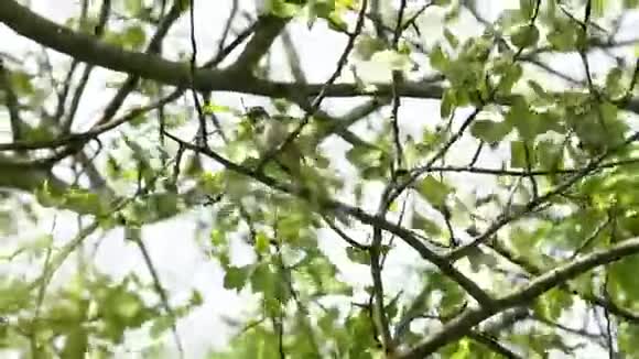蜘蛛或画眉夜莺罗西尼亚罗西尼亚坐在树枝上唱歌视频的预览图