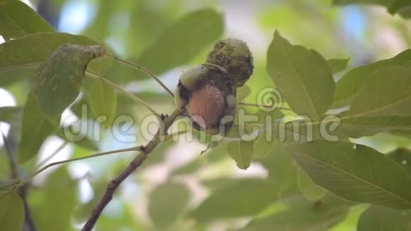 枝上碎皮的熟胡桃成熟的核桃生长在树上视频的预览图