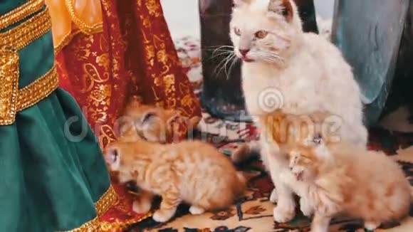 成年荷马群岛红母猫洗自己和她的红小猫视频的预览图