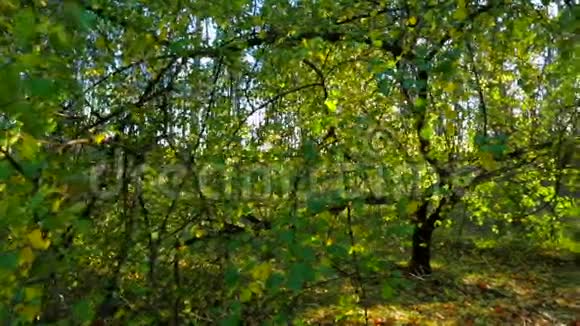 秋天的绿树映衬着灿烂的阳光视频的预览图