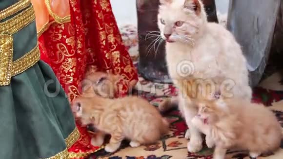 成年荷马群岛红母猫洗自己和她的红小猫视频的预览图