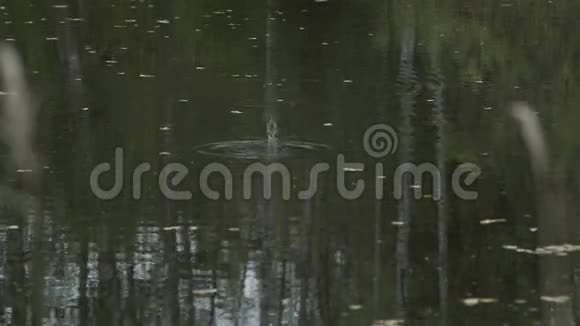 溅在树林里的湖水上森林池塘从空气软武器中射水视频的预览图
