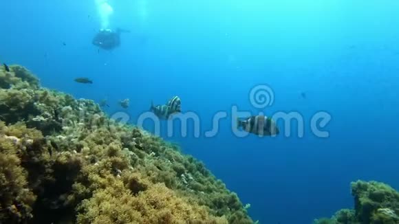 海洋生物在珊瑚礁中游泳的帝王鱼视频的预览图