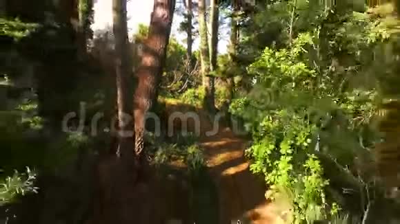 徒步旅行者夫妇在森林里骑自行车视频的预览图
