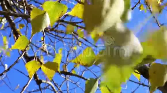 绿杨树上的金色叶子映在蓝天上视频的预览图