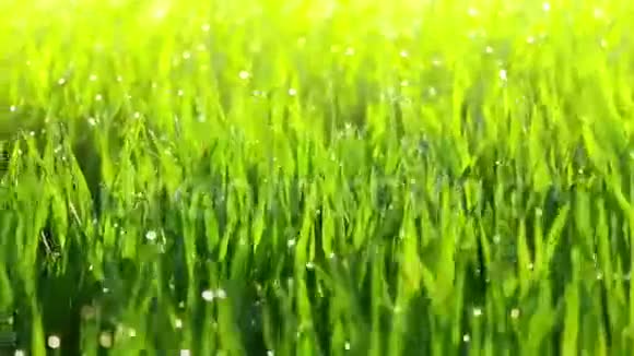 草和微风的晨露视频的预览图