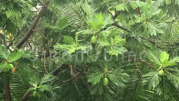 热带雨林中的倾盆大雨视频的预览图