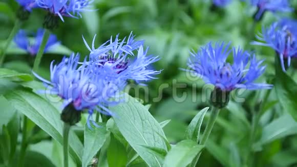 蓝色的矢车菊花的自然背景视频的预览图