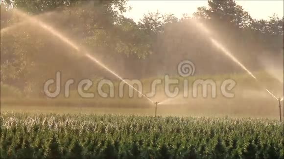 清晨阳光下的洒水系统视频的预览图