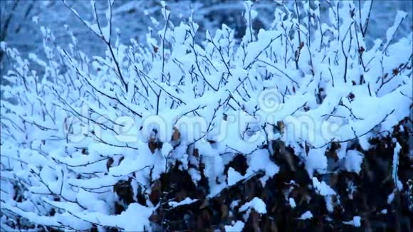 树枝上的雪花冬天的风景园视频的预览图