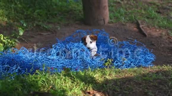 小狗在大自然中玩蓝网视频的预览图