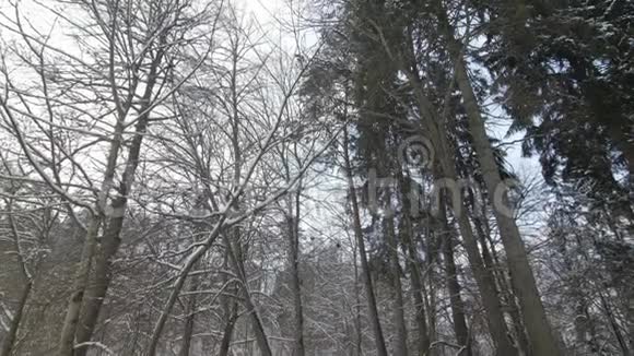 小溪在冬天的雪林中的雪岸视频的预览图