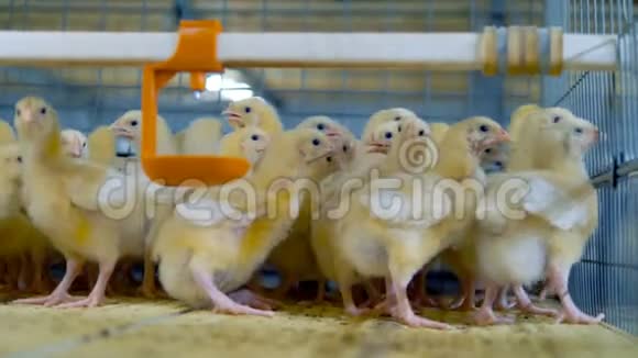 家禽笼子里的小鸡家禽养鸡场内部视频的预览图