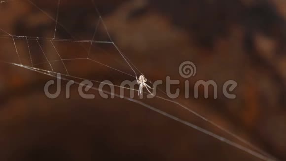 蜘蛛网关闭了慢动作视频的预览图