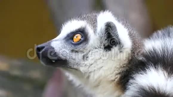 勒穆尔卡塔环尾狐猴4K视频的预览图
