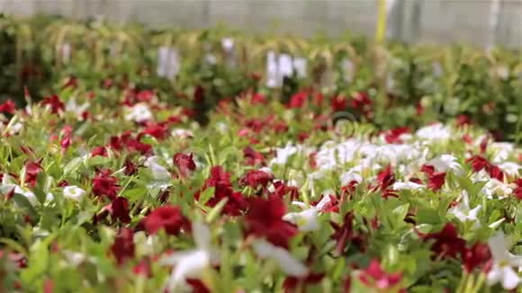 五颜六色的盛开的花朵准备出售鲜花为礼物鲜花出售视频的预览图