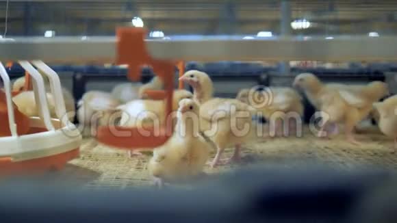 家禽养鸡场内部家禽笼子里的小鸡4K视频的预览图