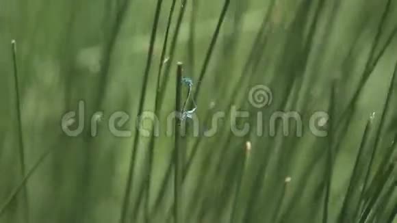 用蜻蜓把草收起来视频的预览图