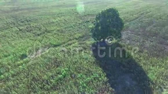 一棵树在田野里视频的预览图