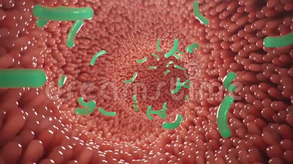 肠道绒毛带有细菌和病毒显微绒毛毛细血管用于消化吸收食物人类视频的预览图