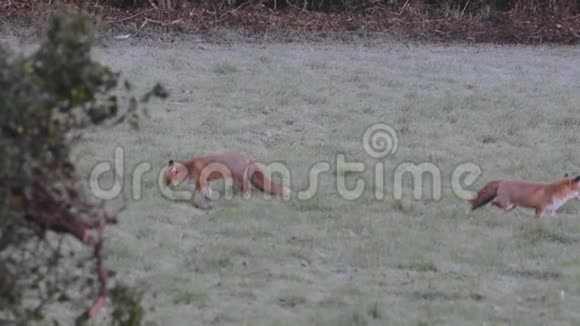 两只红狐狸在霜冻中嬉戏在田野里嬉戏视频的预览图