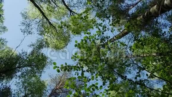 春林中各种树冠与太阳对着蓝天视频的预览图