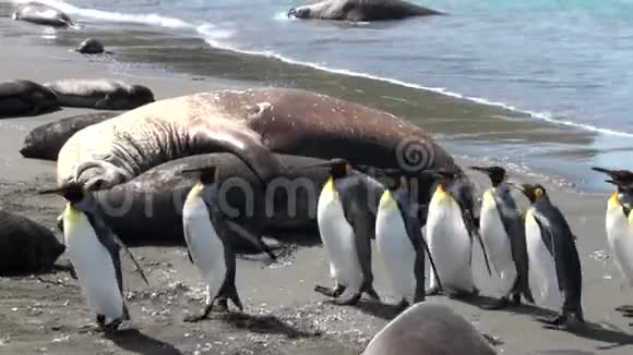 海豹在南极福克兰群岛上表现出爱温柔体贴和企鹅视频的预览图
