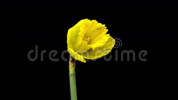黄色的水仙花开放它们的花朵视频的预览图