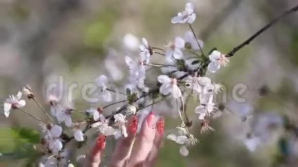 春天的樱桃园里年轻漂亮的姑娘用手轻轻地抚摸着白花视频的预览图