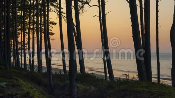 波罗的海松林在夕阳下视频的预览图