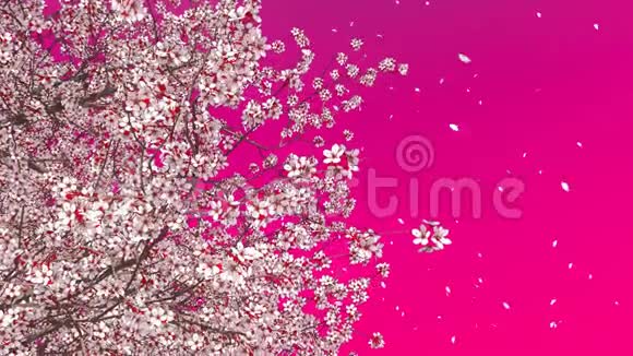 绽放的樱花樱桃冠粉色背景视频的预览图