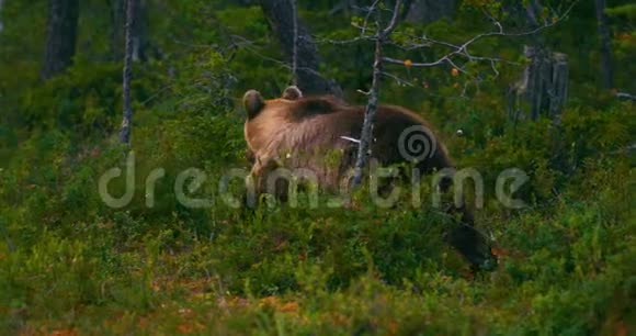 年轻的棕熊在森林里自由自在地寻找食物视频的预览图