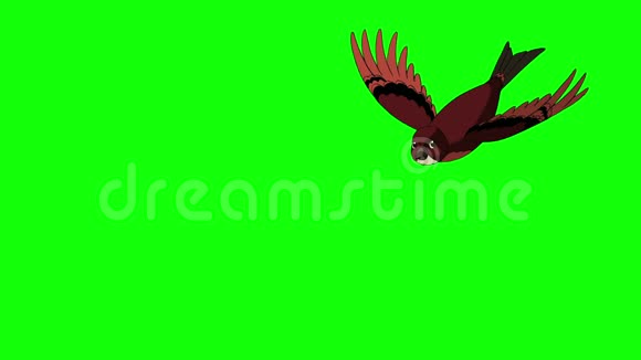 棕鸟飞来飞去视频的预览图