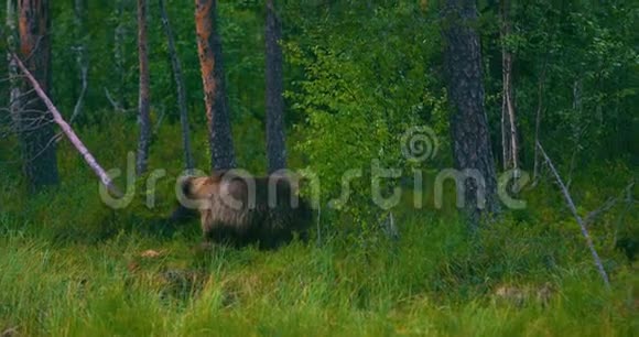 野生棕熊在森林里寻找食物视频的预览图