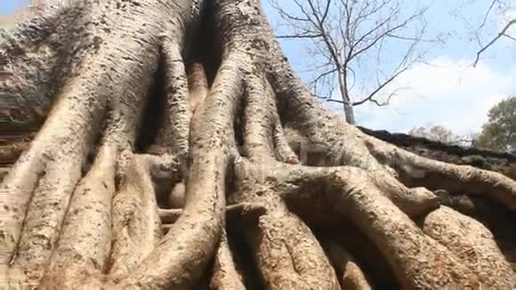 古庙中的古树视频的预览图