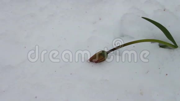 春天暴风雪的后果雪中的郁金香花视频的预览图