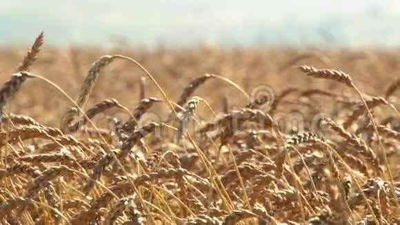 在一片田野的背景下成熟的麦穗视频的预览图