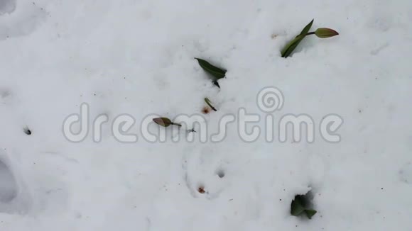 春天暴风雪的后果雪中的郁金香花视频的预览图