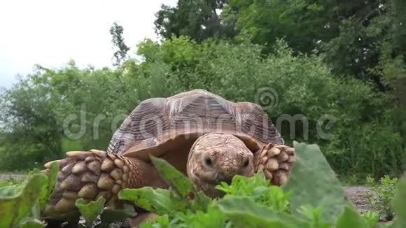 非洲刺激乌龟吃草视频的预览图